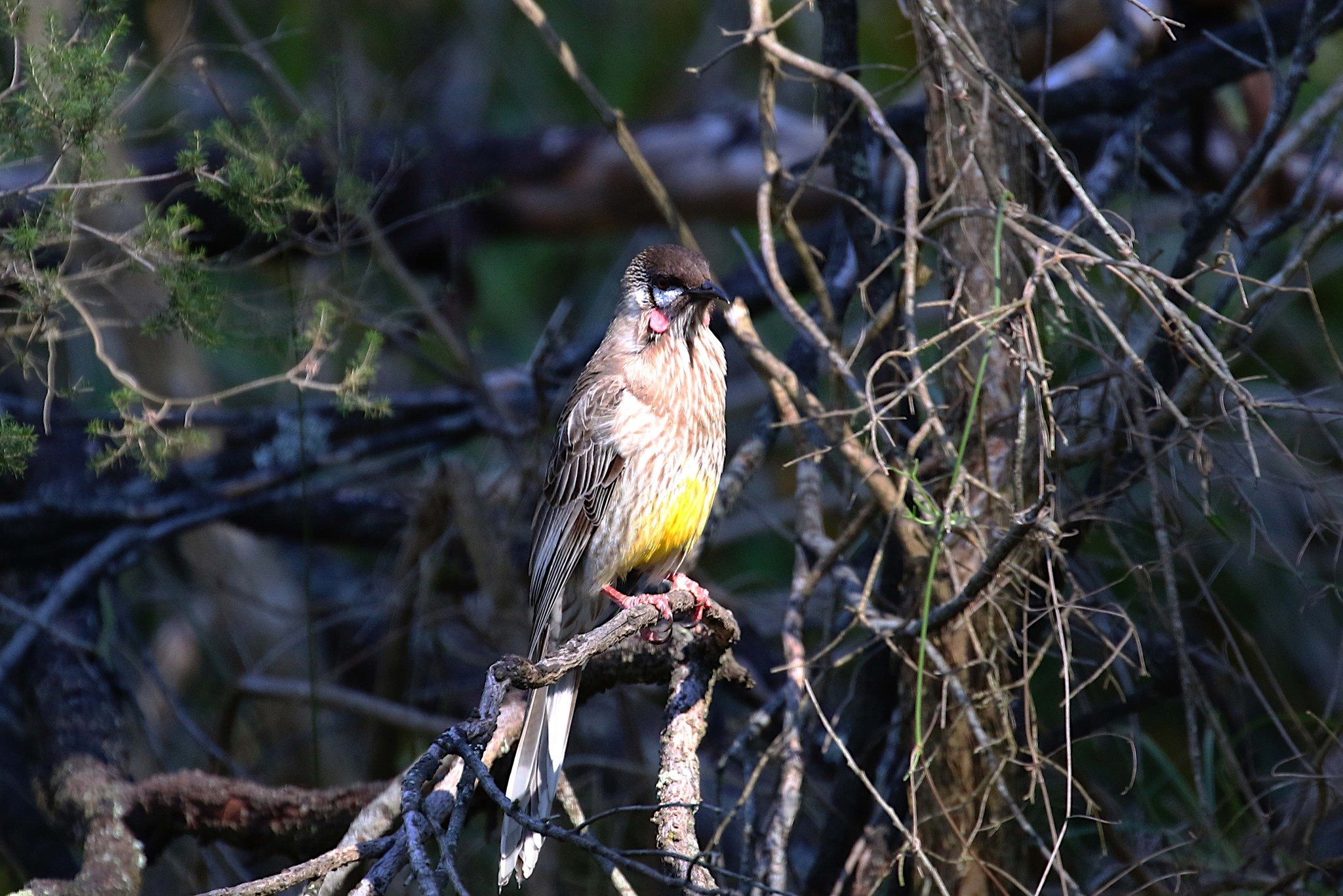 Red Wattle Bird, photo by: John H