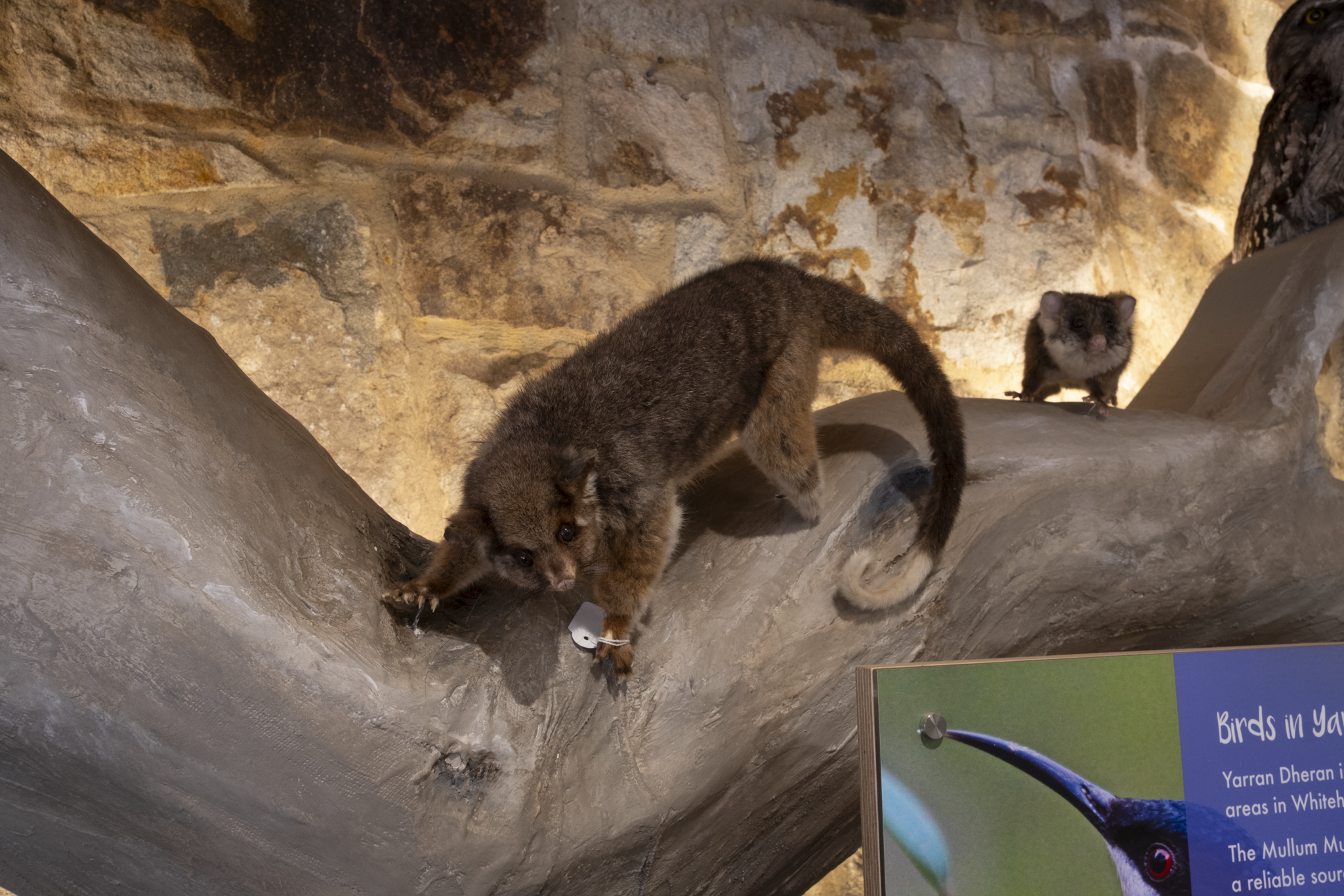 Taxidermy display of a small, furry mammal resembling a marten on a large tree branch, with a similar animal on the branch's other side, and a partial view of an informational sign about birds.