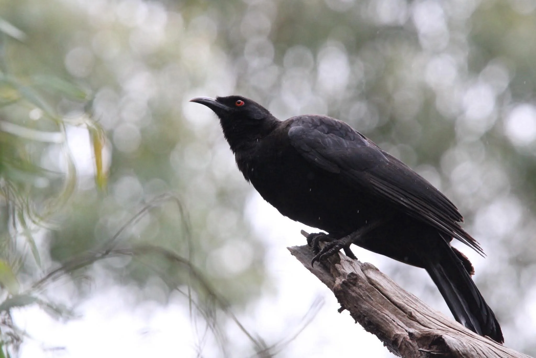 White-Winged Chough - Photo by Charlotte & Angie