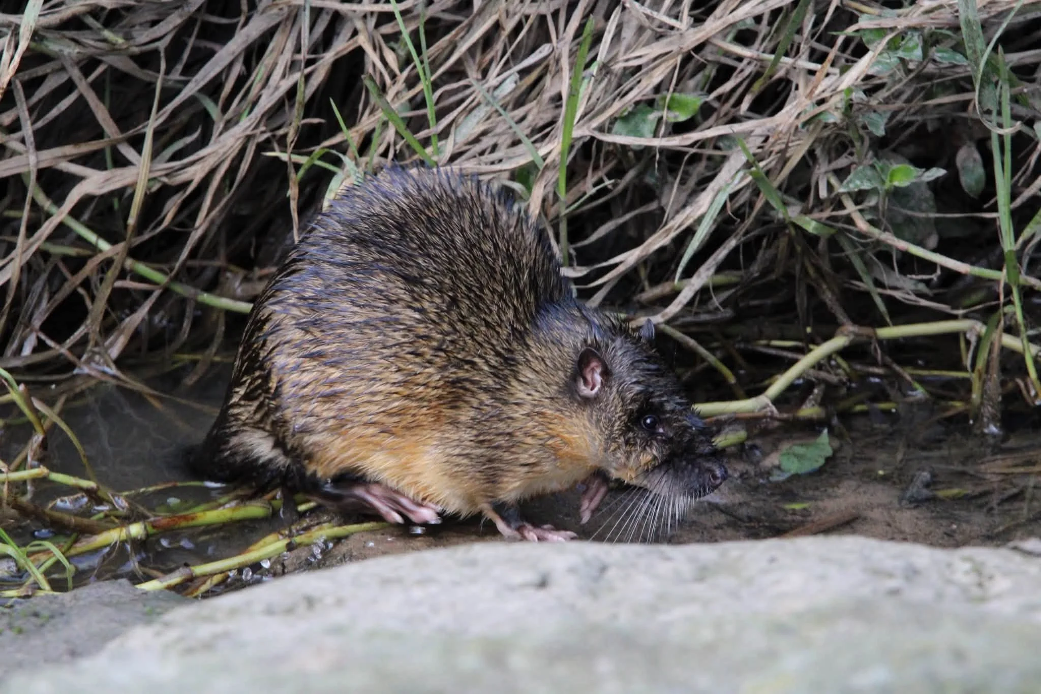 Rakali in the Mullum Mullum Creek - photo by Charlotte  - July 2026
