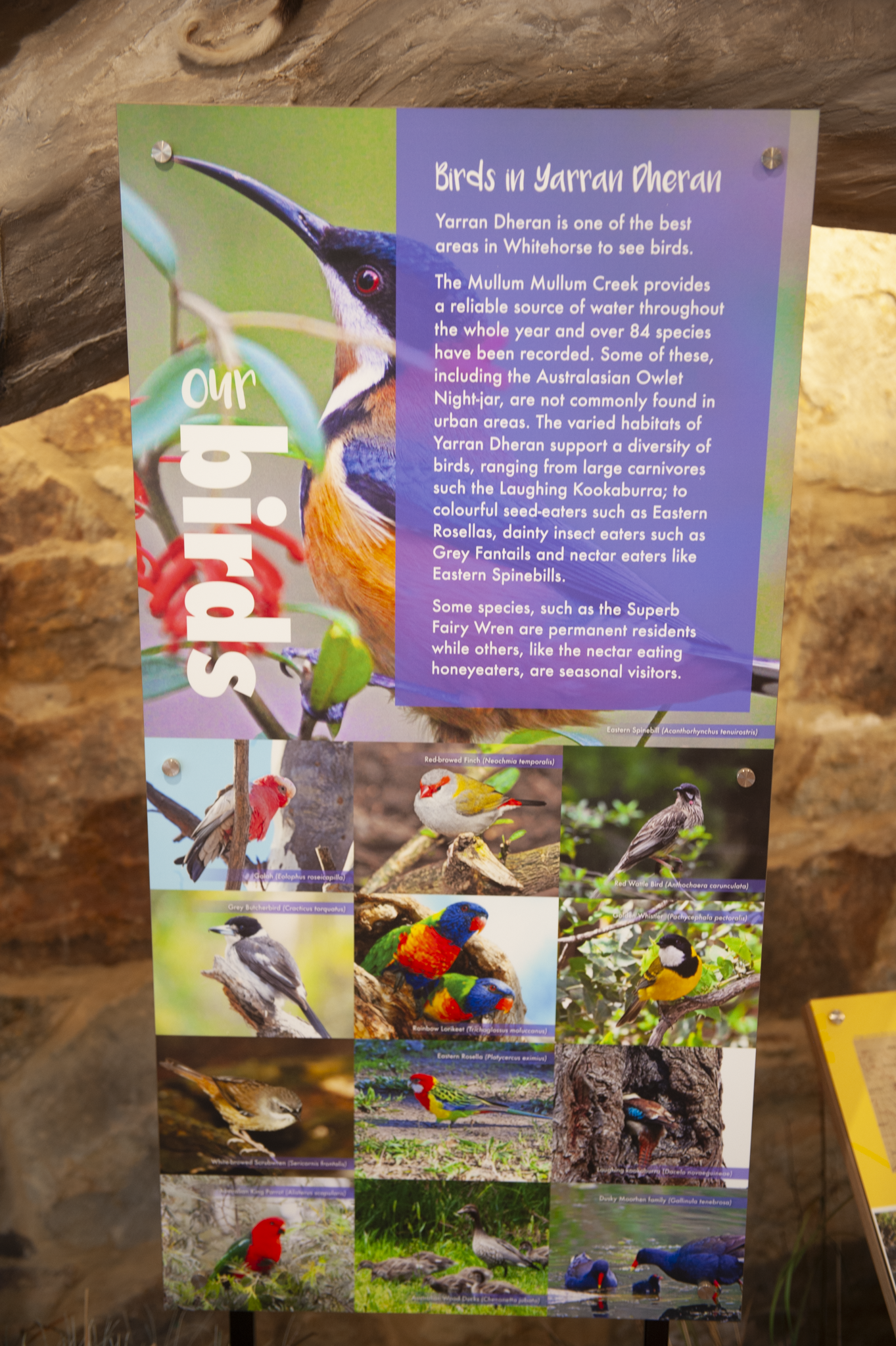 Informational sign about birds in Yarran Dheran featuring images of various bird species, including a Rainbow Lorikeet, Red-browed Finch, Eastern Spinebill, Grey Butcherbird, and others, with text describing bird habitats and behaviors.
