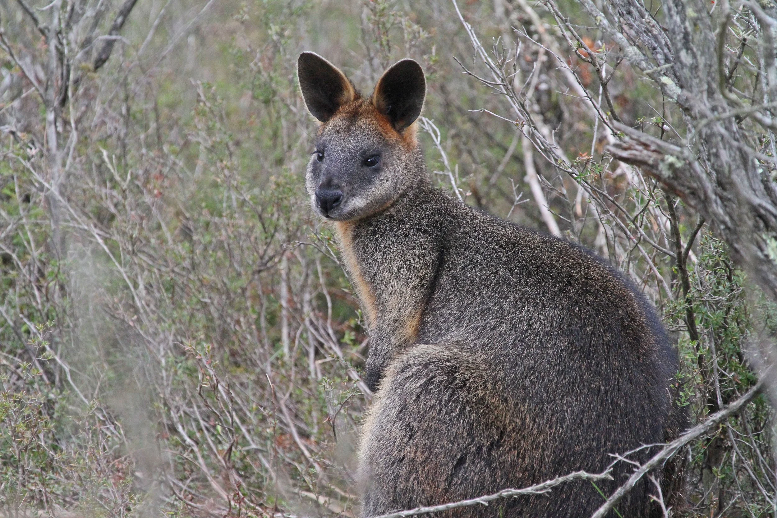 Swamp Wallaby