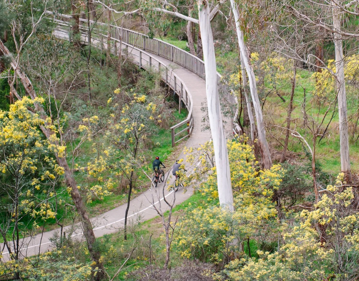 Cyclist on a shared path through bushland near Yarran Dheran
