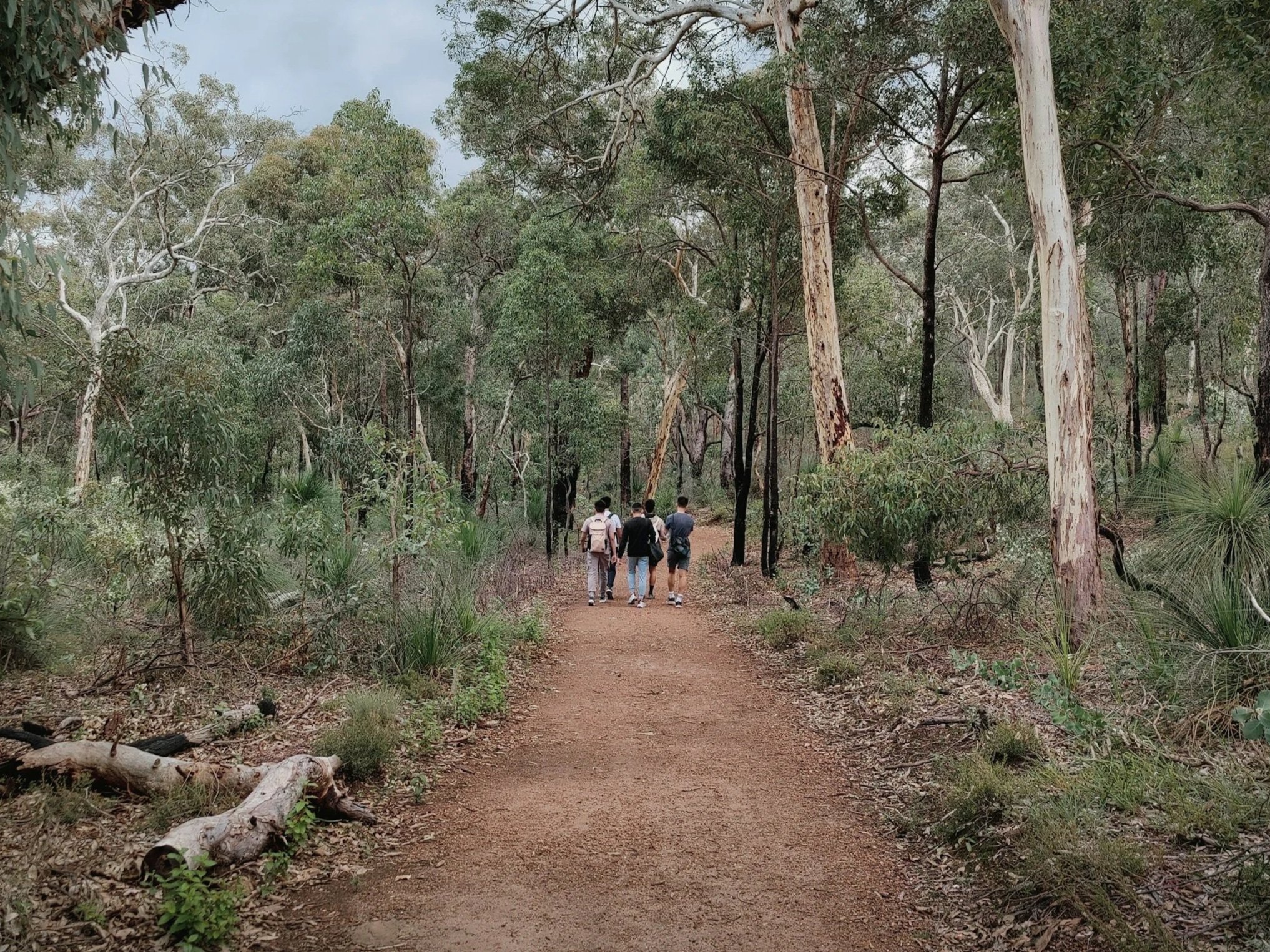 Visitor observing nature along a bushland boardwalk