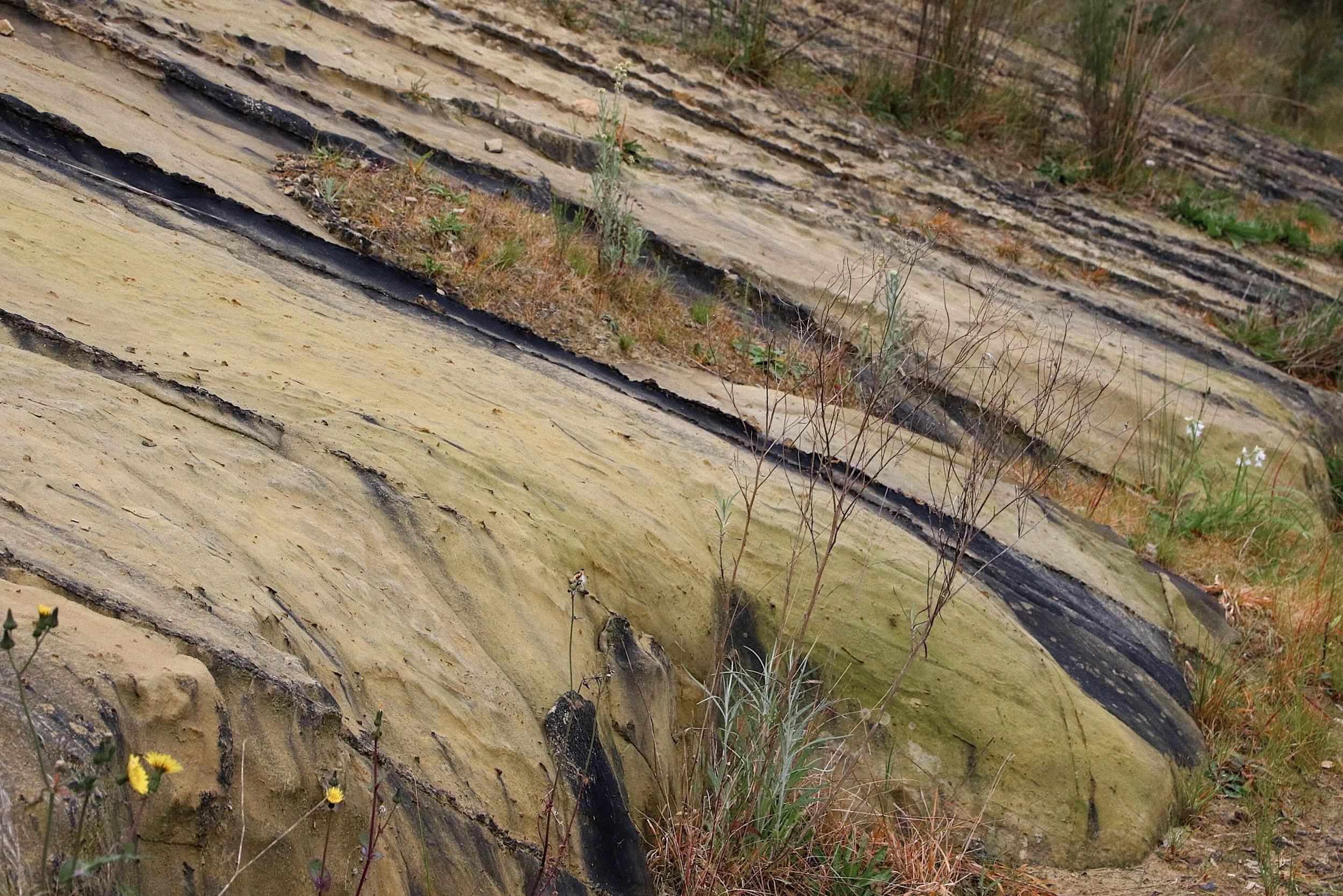 Folded sedimentary rock exposed along the walking trail from the Eastlink Ventilation Stack to Ringwood 