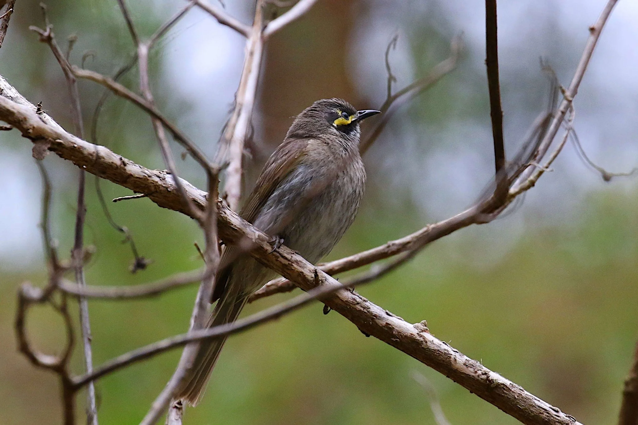 Yellow Faced Honey Eater, photo by: John H
