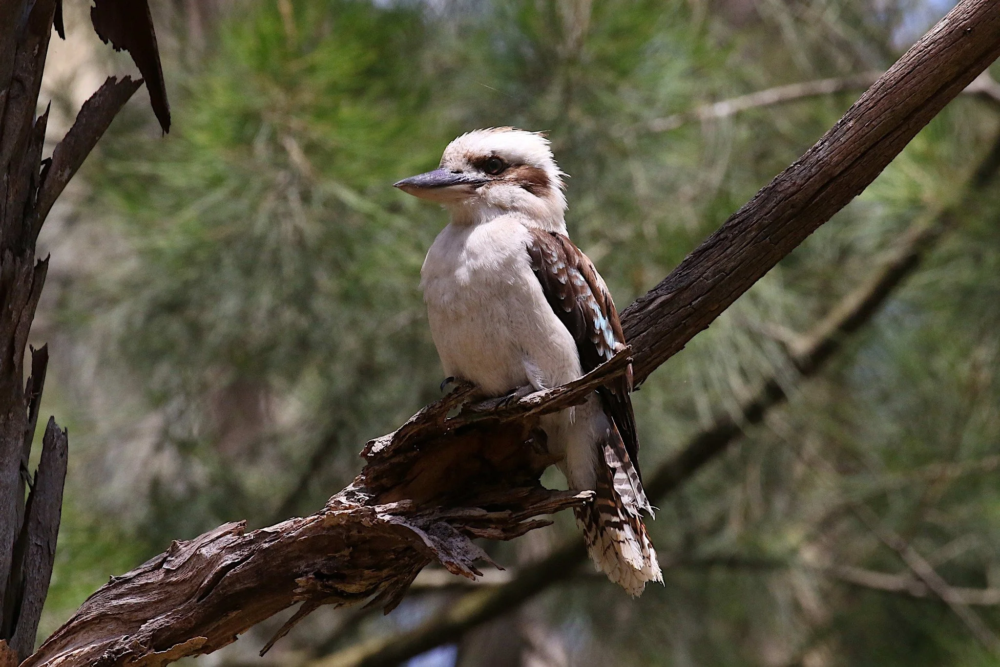 Kookaburra, photo by: John H