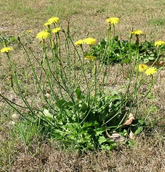 Cat’s ear, Flatweed – Hypochoeris radicata
Spreads by seed.