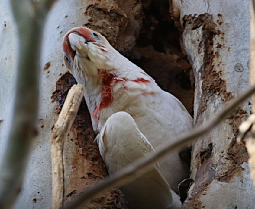 Screenshot 2025-08-23 at 11.31.37 pm.png