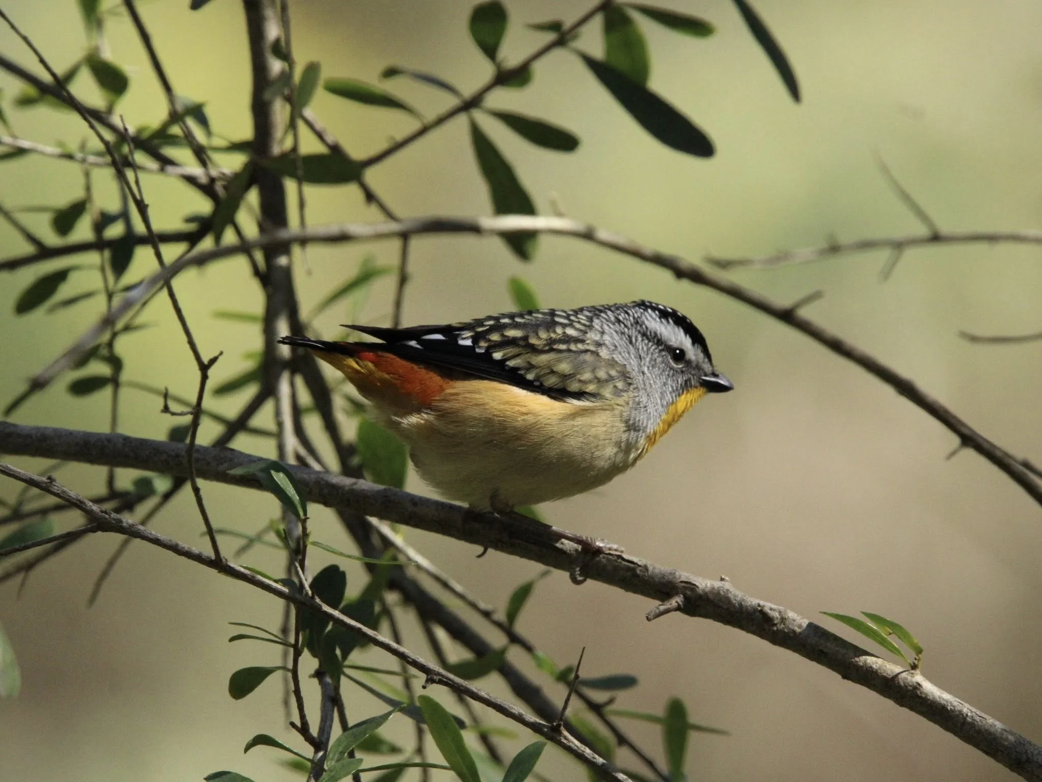 Spotted Pardalote, By Charlotte M