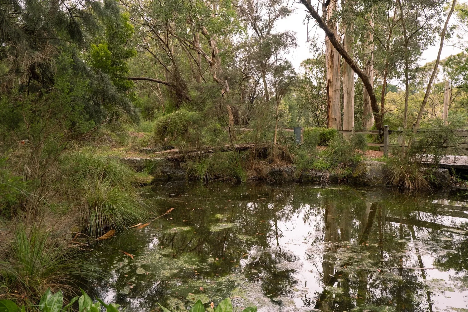 The wetland in November 2024