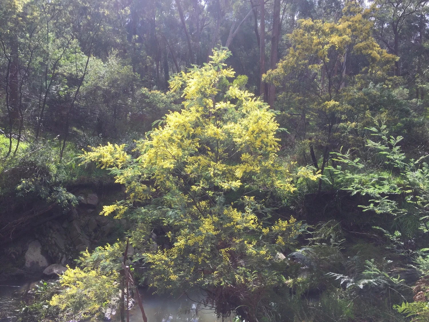Wattle in flower at Yarran Dheran Nature Reserve