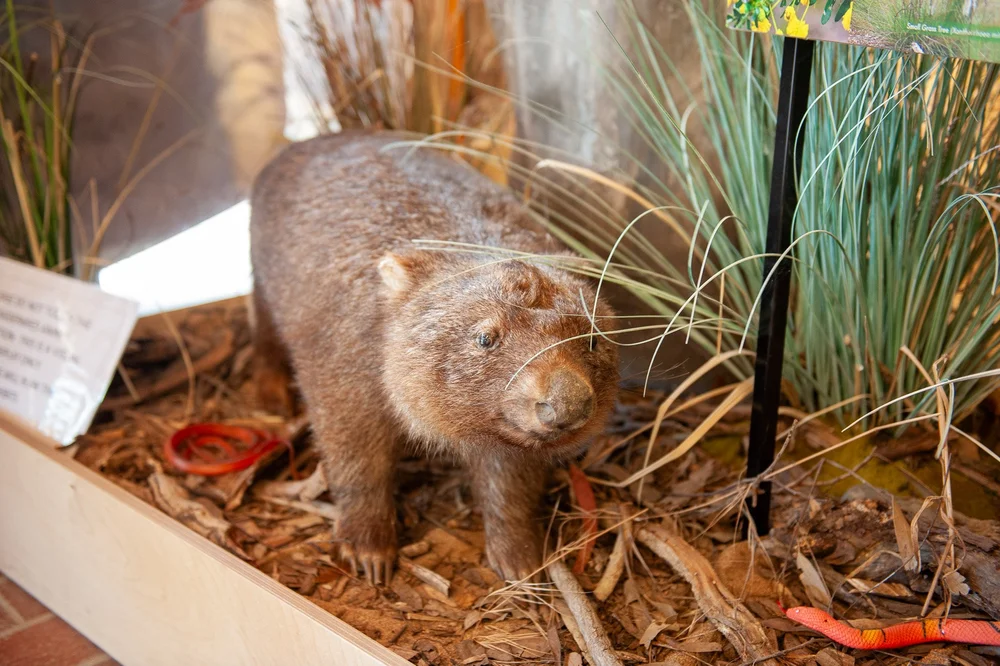 A wombat in a display case, set among bark, grasses and leaf litter.