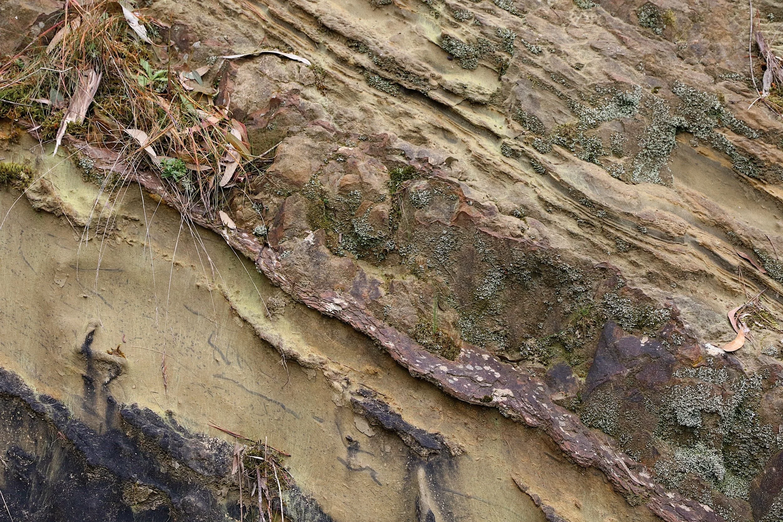 Folded sedimentary rock exposed along the walking trail from the Eastlink Ventilation Stack to Ringwood 