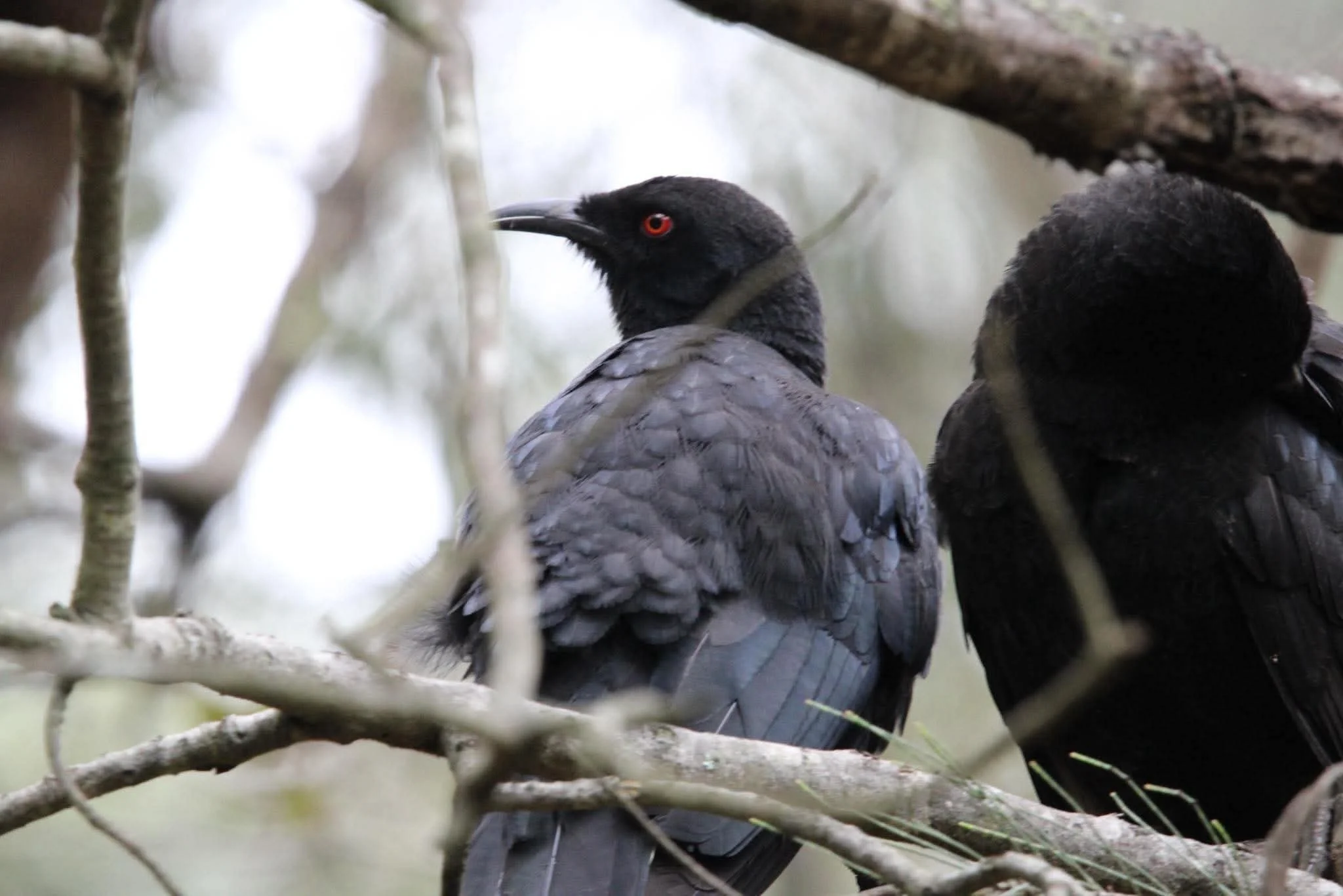 White-Winged Chough - Photo by Charlotte & Angie