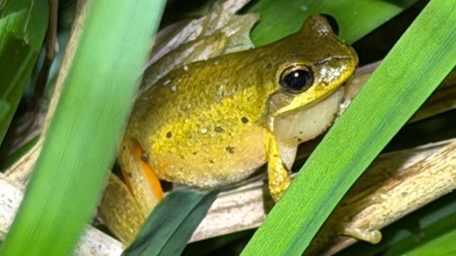 🐸 Quarterly Frog Survey with Frank Gallagher