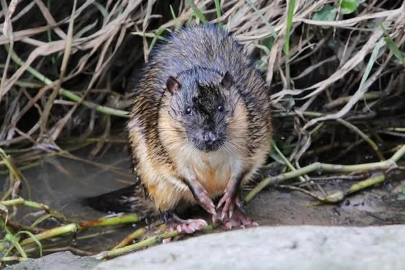 Rakali in the Mullum Mullum Creek - photo by Charlotte  - July 2026