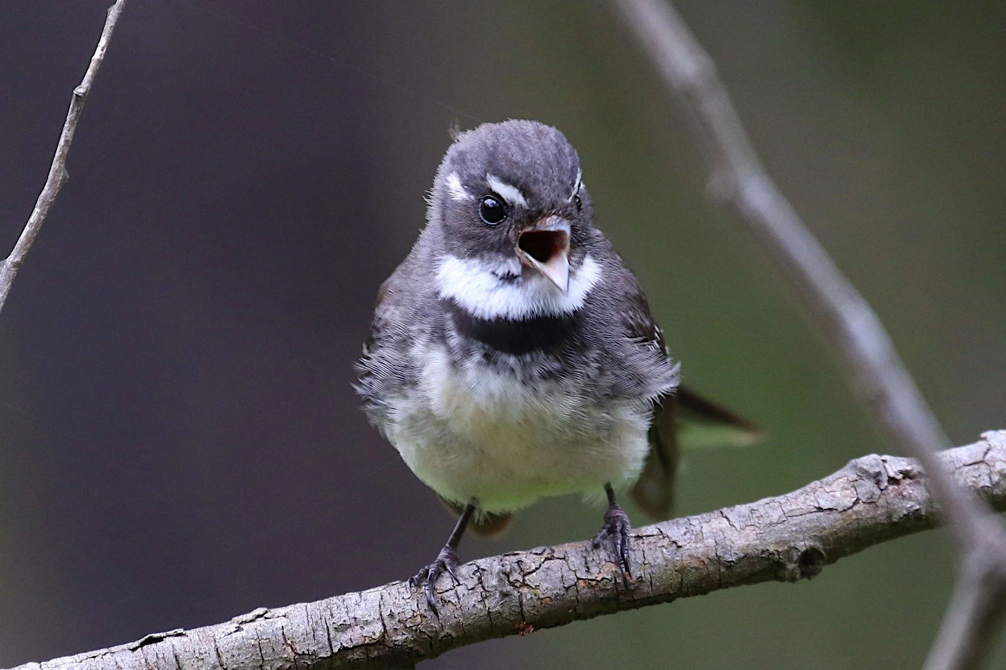 Fantail,
photo by: Anon