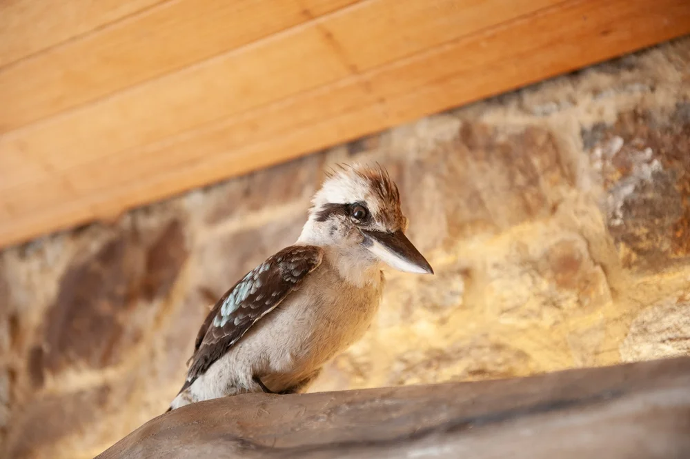 A kookaburra perched on a branch below the timber ceiling of the information centre.
