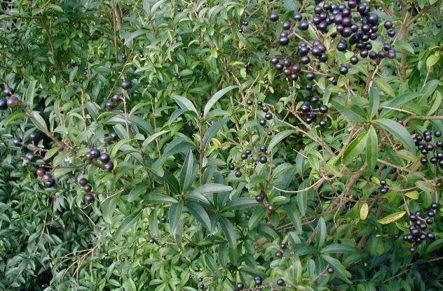 Privet – Ligustrum vulgare

Spreads by bird-dispersed shiny black berries.