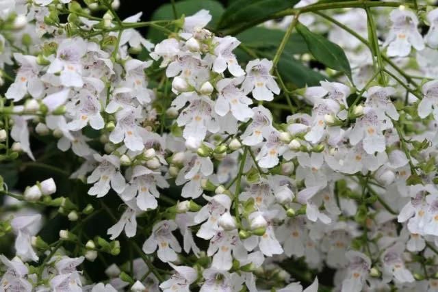 Mint bush or Victoria Christmas Bush (Prostanthera lasianthos)