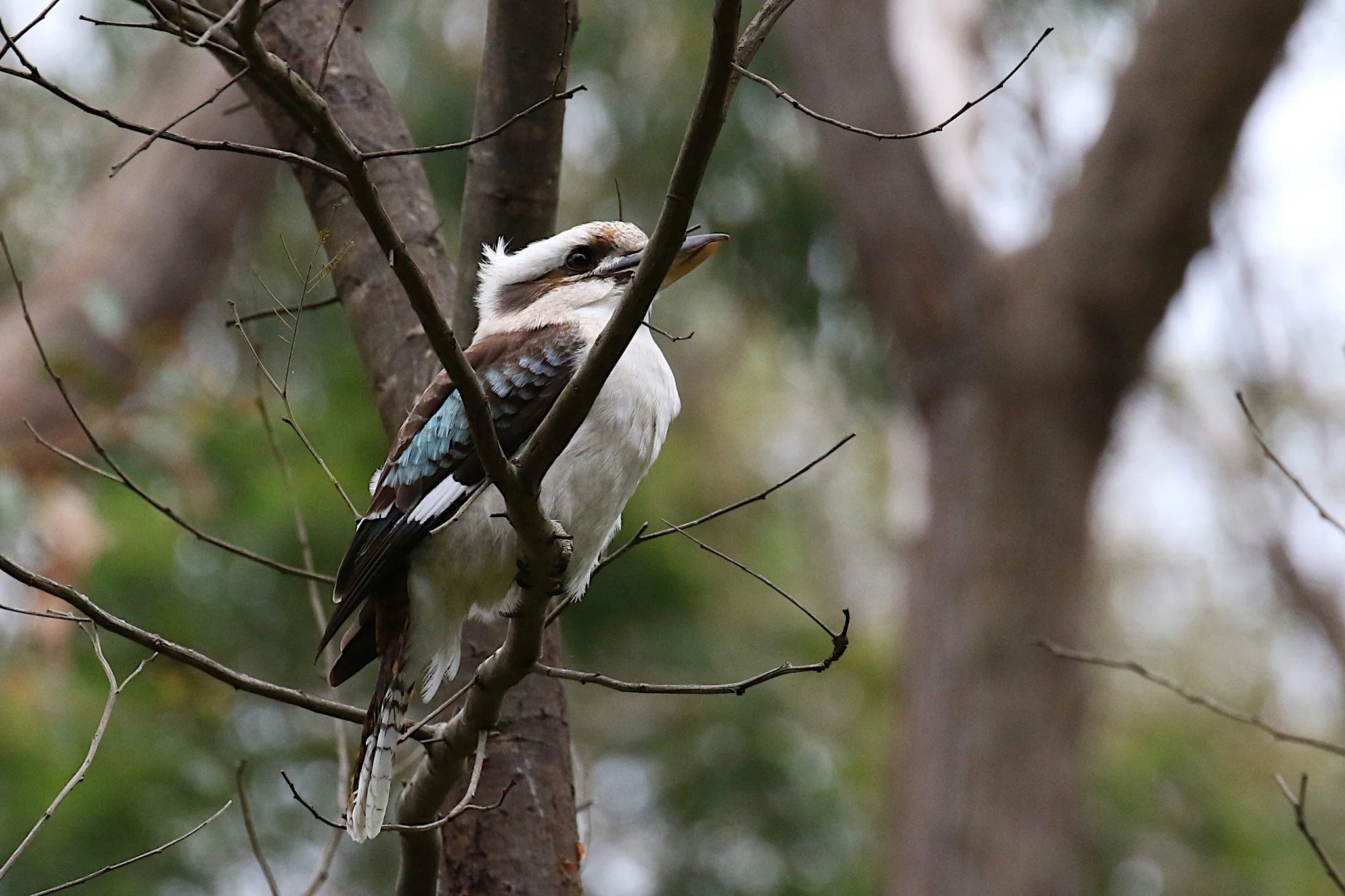 Laughing Kookaburra, photo by: John H