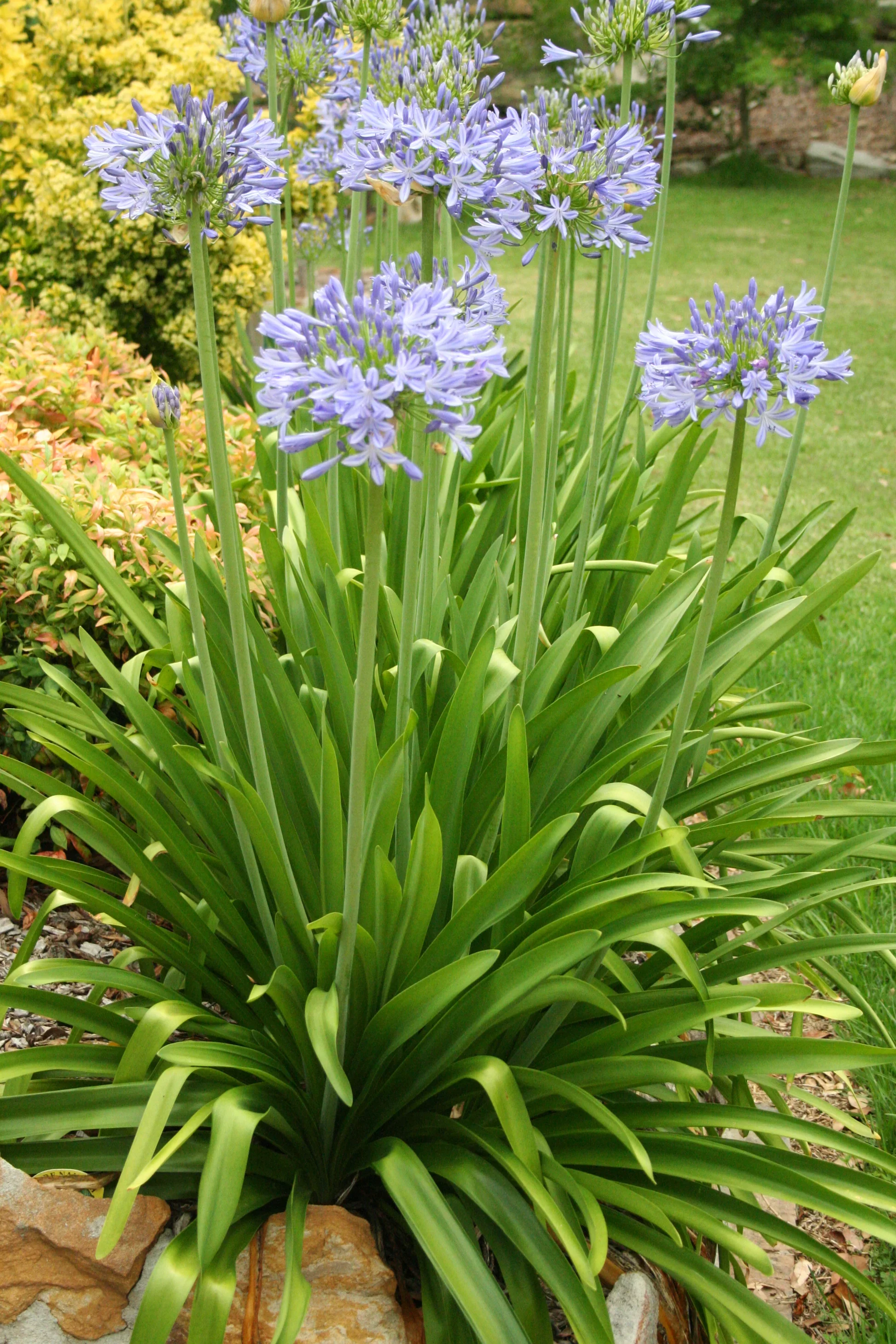 Agapanthus – Agapanthus praecox subsp. orientalis

Spreads by seed and cut root fragments. Deadhead flowers before seeds ripen.