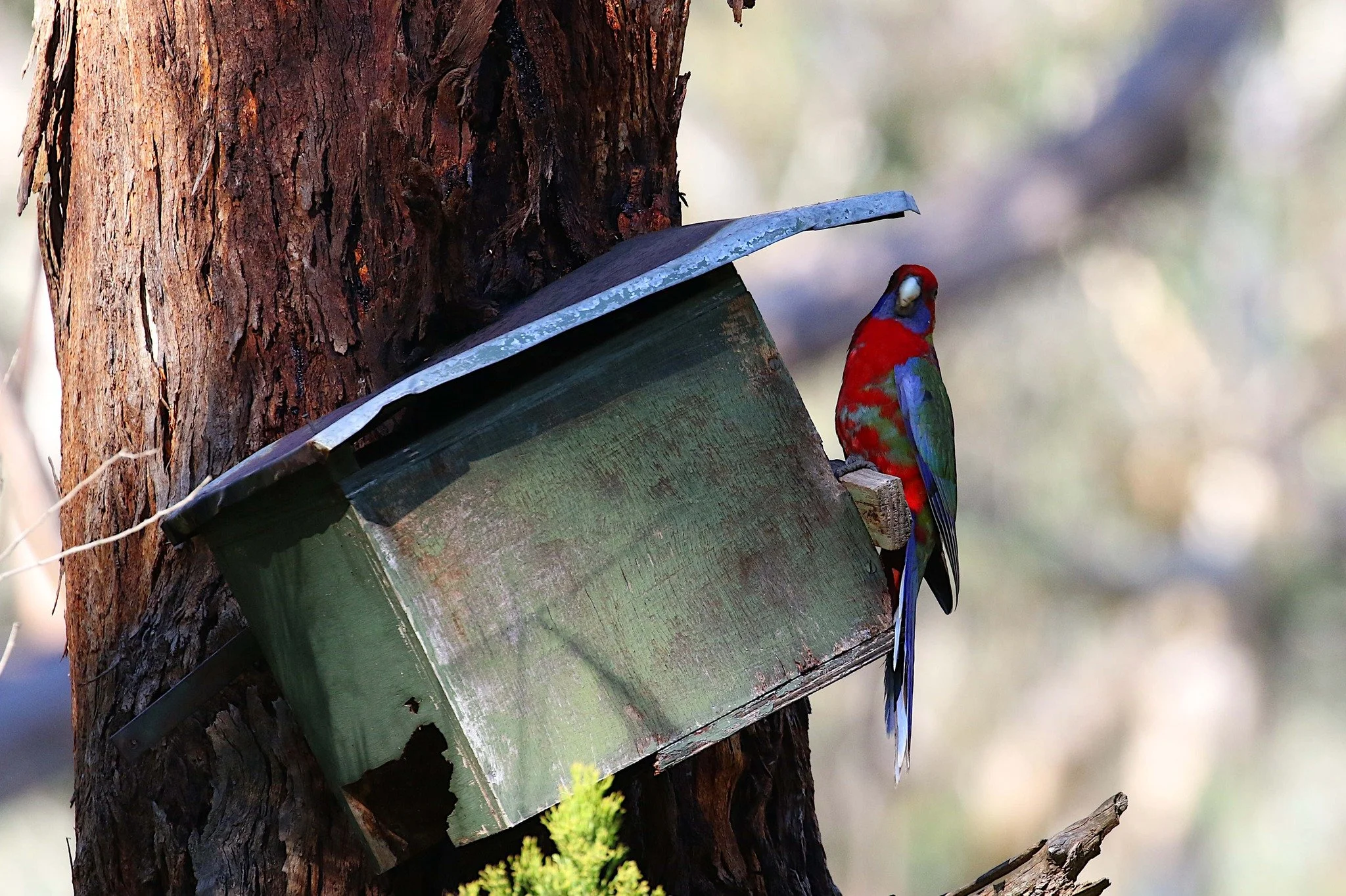 Crimson Rosella, photo by: John H
