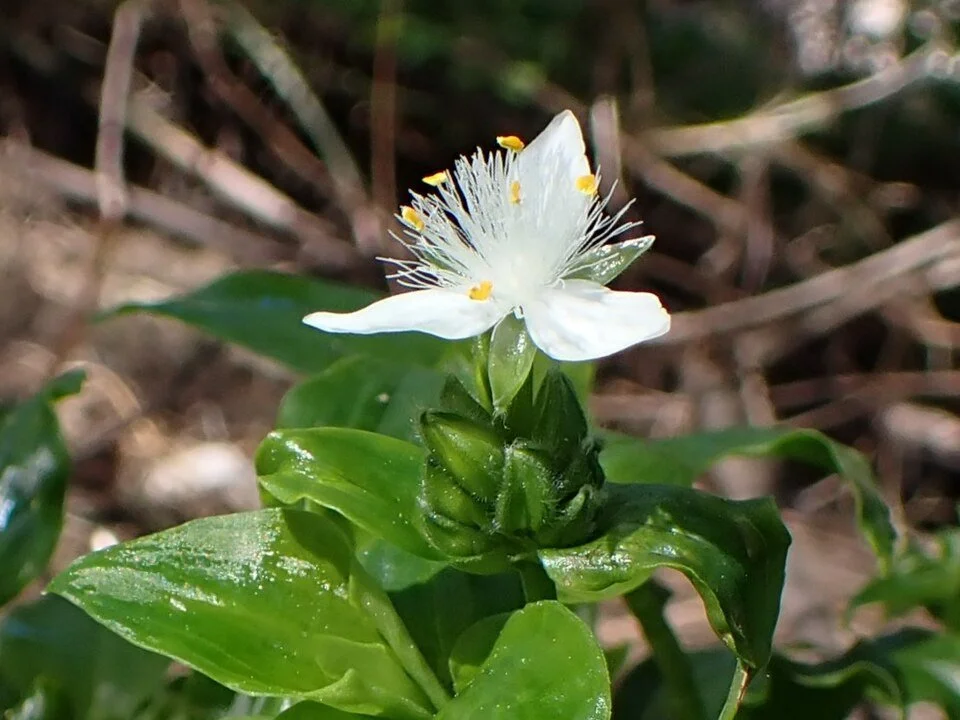 Wandering Tradescantia – Tradescantia fluminensis

Forms dense carpets in damp, shady areas. Spreads by root fragments. Invasive in waterways.
