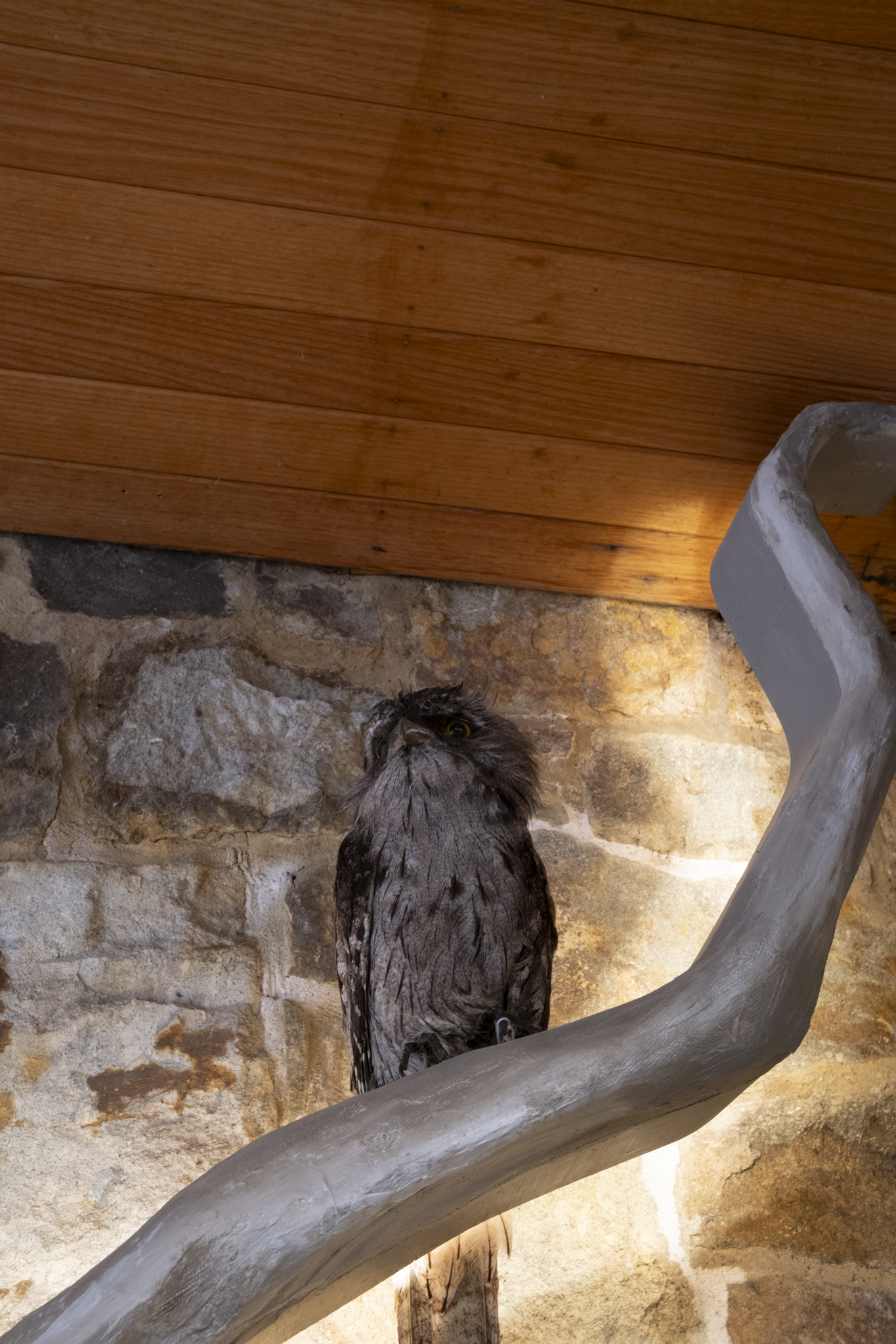 Large bird of prey, possibly an owl, perched on a curved gray branch against a stone wall and wooden ceiling.