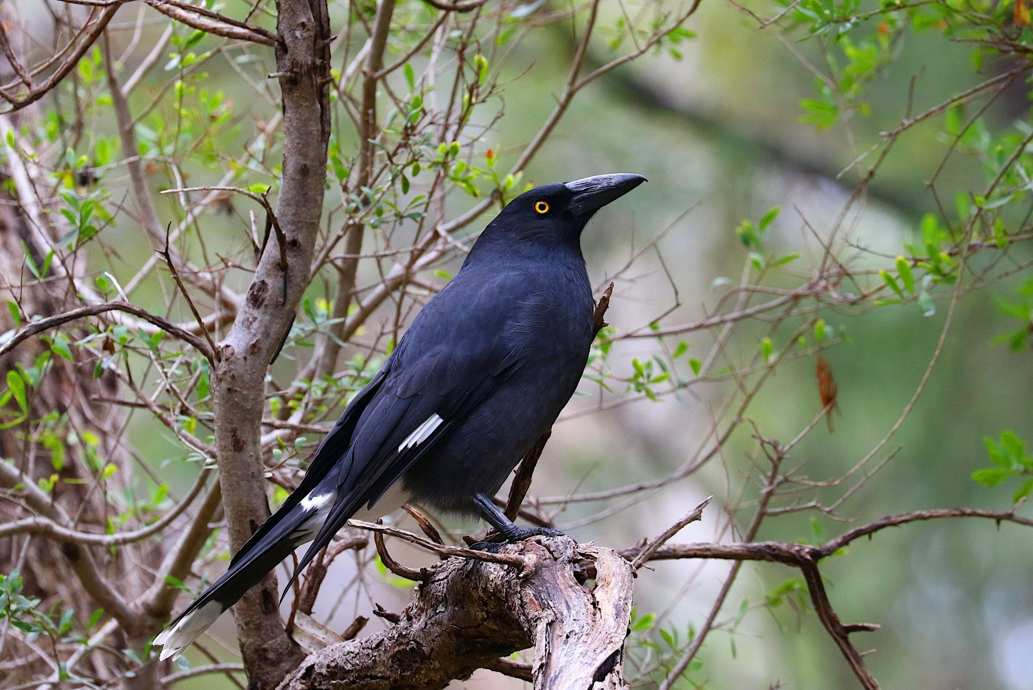 Pied Currawong