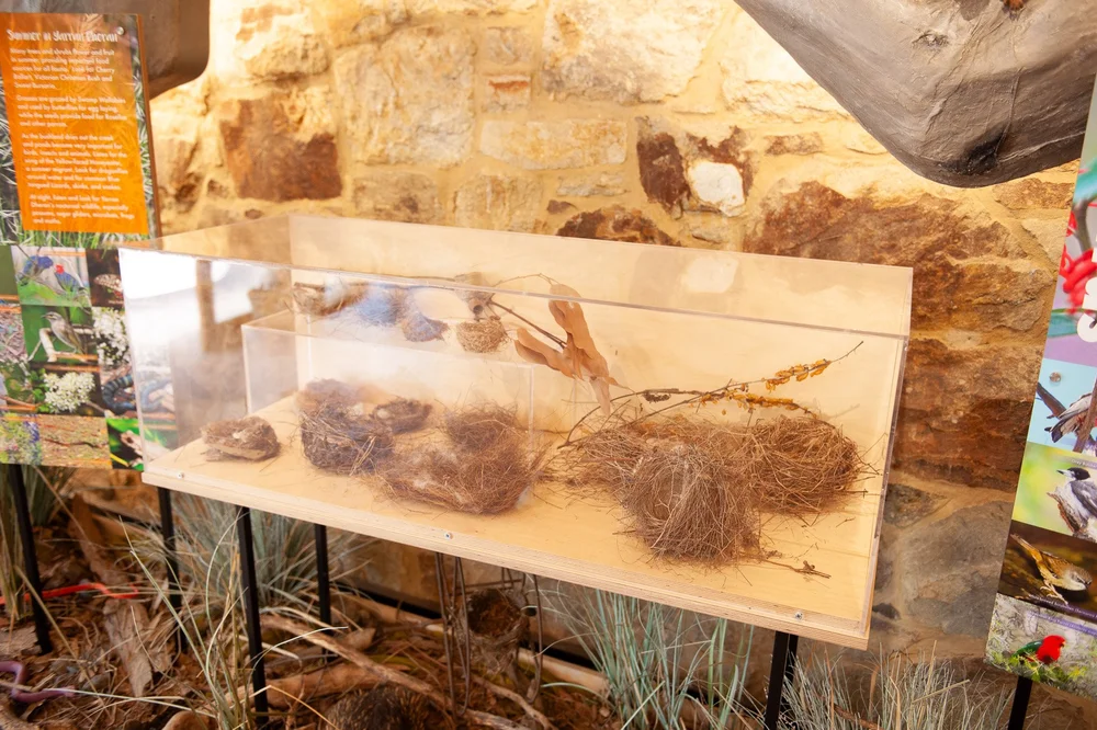A glass case holding several bird nests of different sizes and materials.