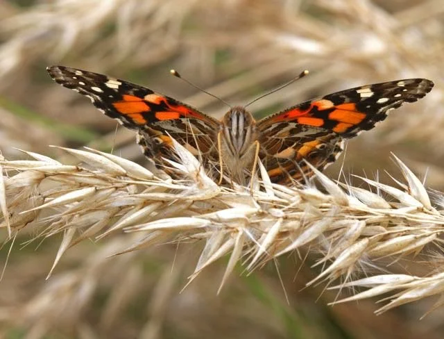 Painted Lady Butterfly