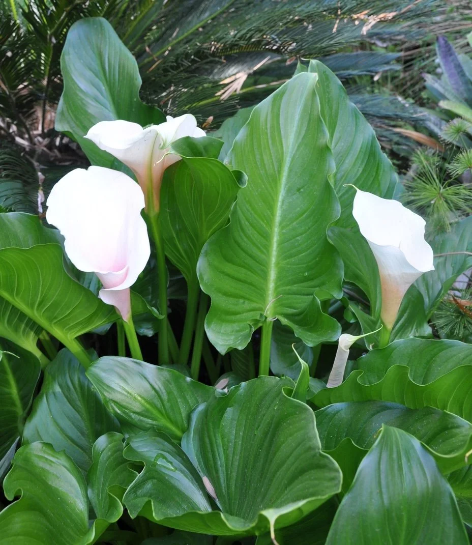 Arum Lily – Zandedeschia aethiopica

Spreads by seed and underground stems. Invades damp areas and creek lines.