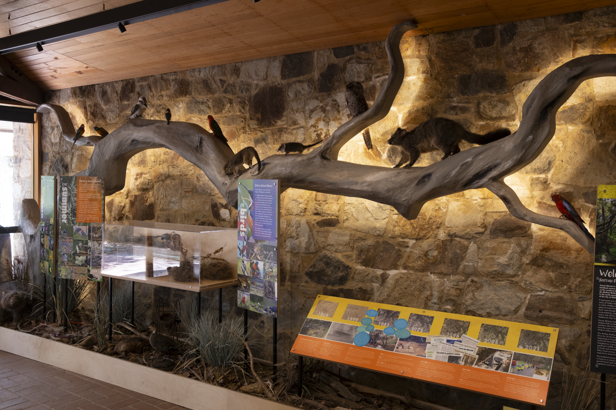 Indoor display with a large, twisted wooden branch mounted on a brick wall, featuring model animals including a bear, a wolf, and various birds. Informational signs are in front of the display.