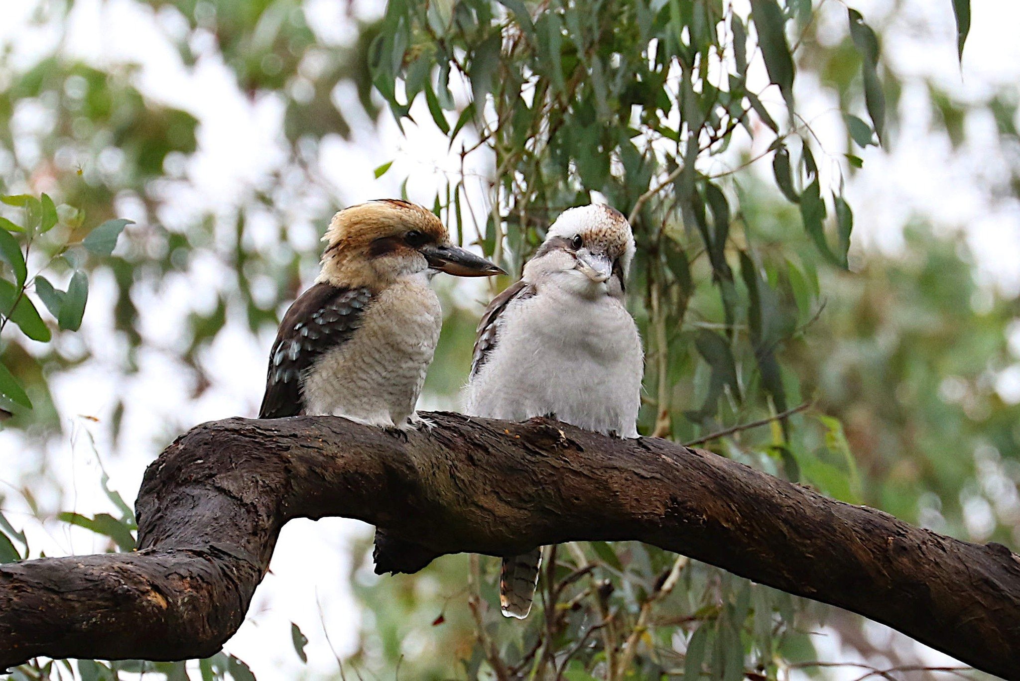 A pair of Australian Laughing Kookaburras - March 2026