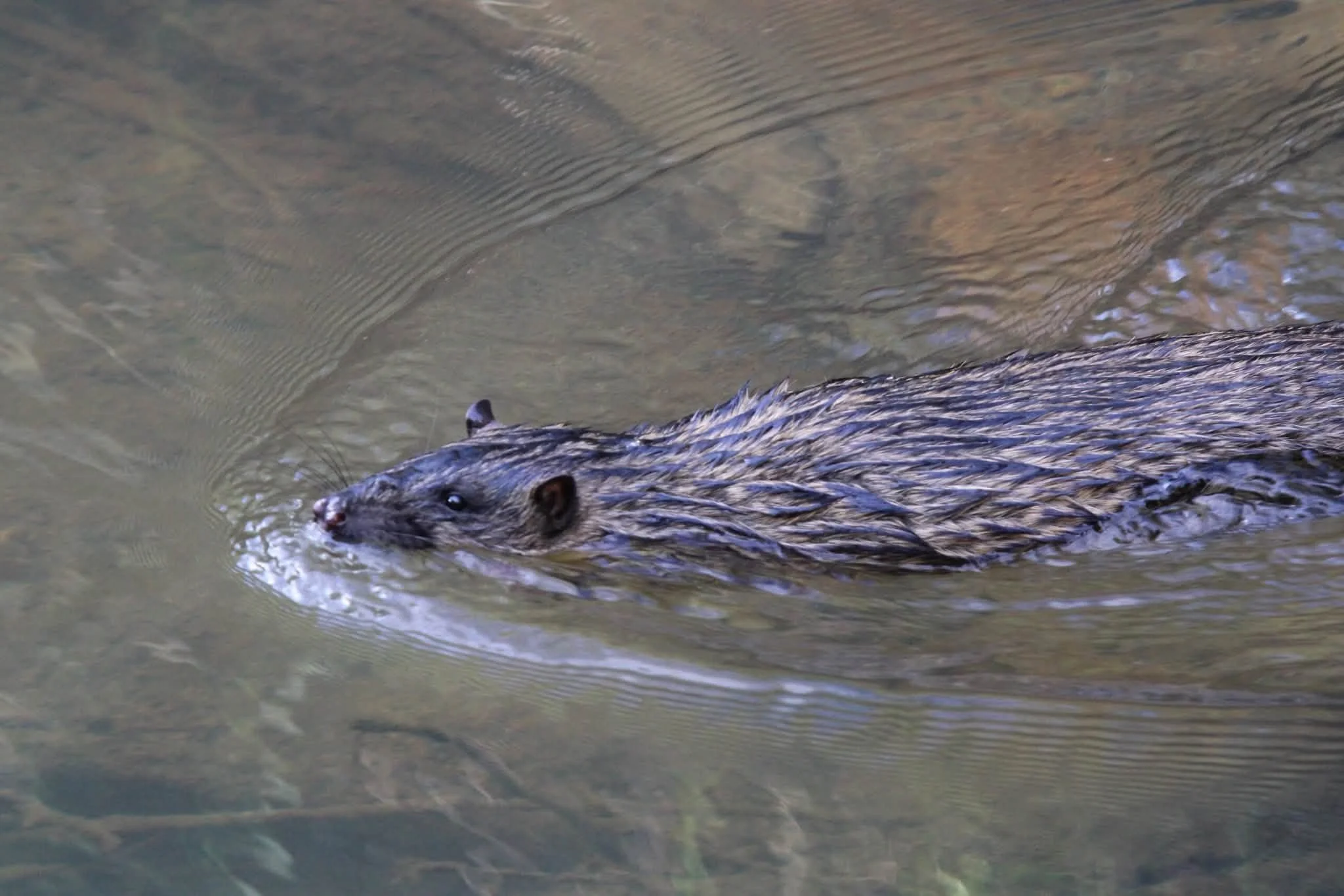 Rakali in the Mullum Mullum Creek - photo by Charlotte  - July 2026