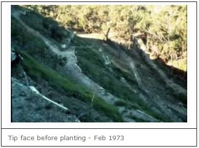 tipfacebeforeplanting1973.jpg