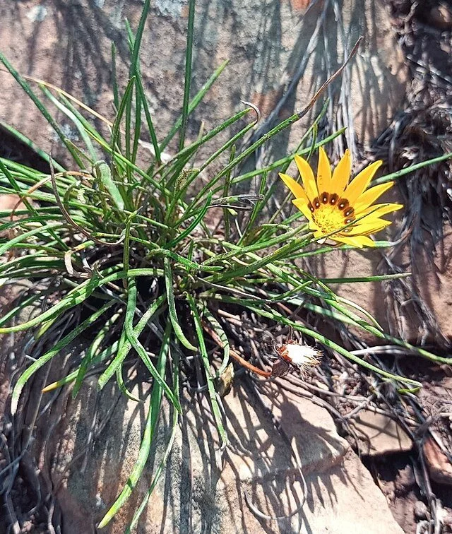 Gazania – Gazania linearis, Gazania rigens & hybrids.

Spreads by seed and human planting. Widespread across Victoria, often mistaken for native wildflowers.
