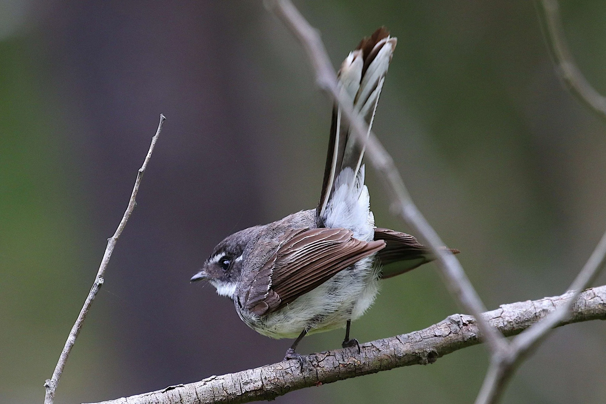 Fantail, photo by: Anon