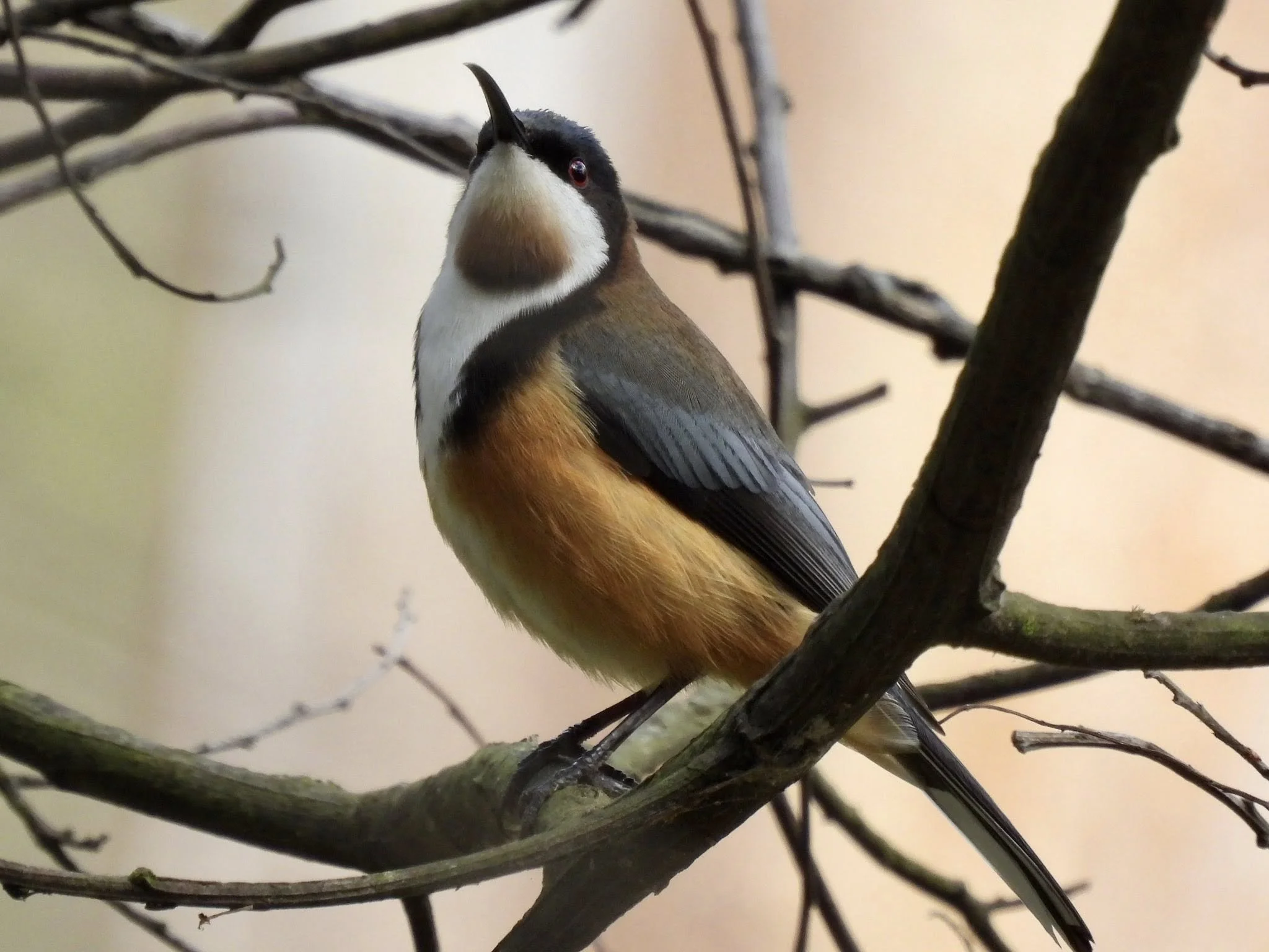Eastern Spinebill,
photo by: Angie