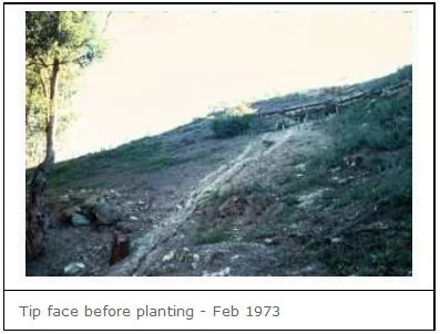 tipfacebeforeplanting.jpg