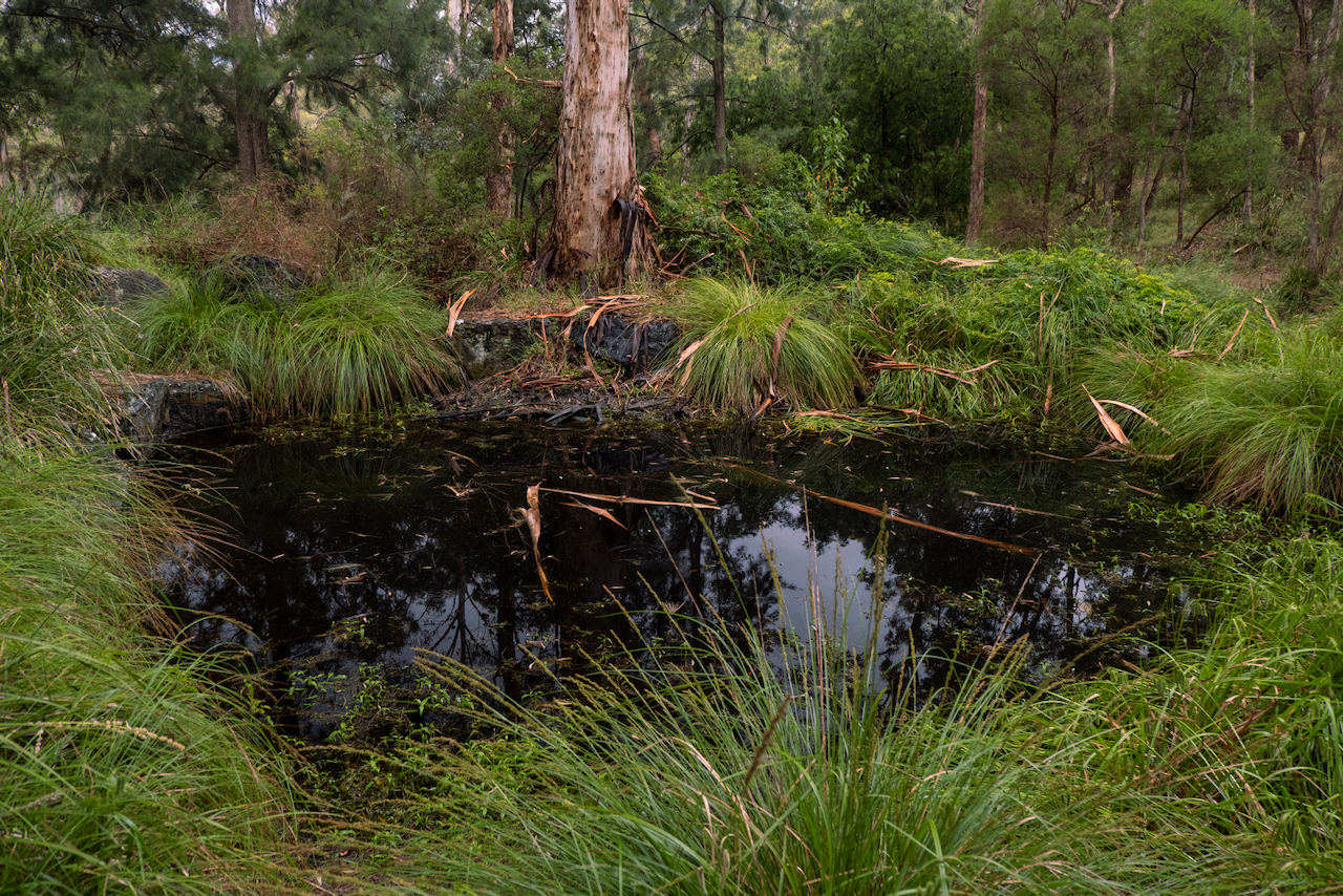 The wetland in November 2024, immediately after a blackwater event