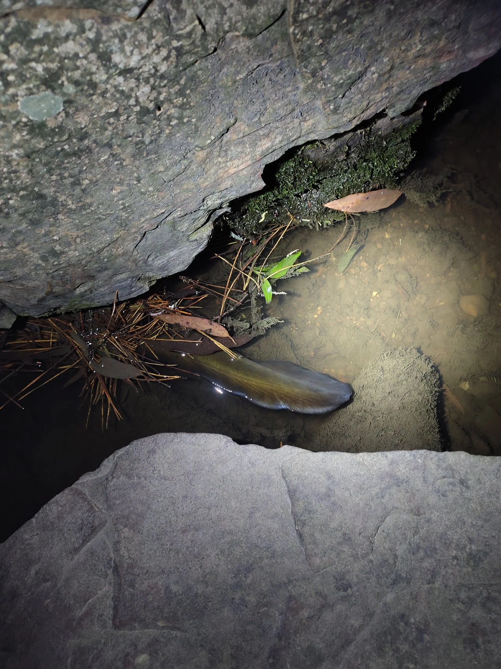 A Short-finned Eel, swimming upstream in the creek near where the path from Wattle Valley Park joins the main Yarran Dheran path. Submitted by Ash - May 2026.