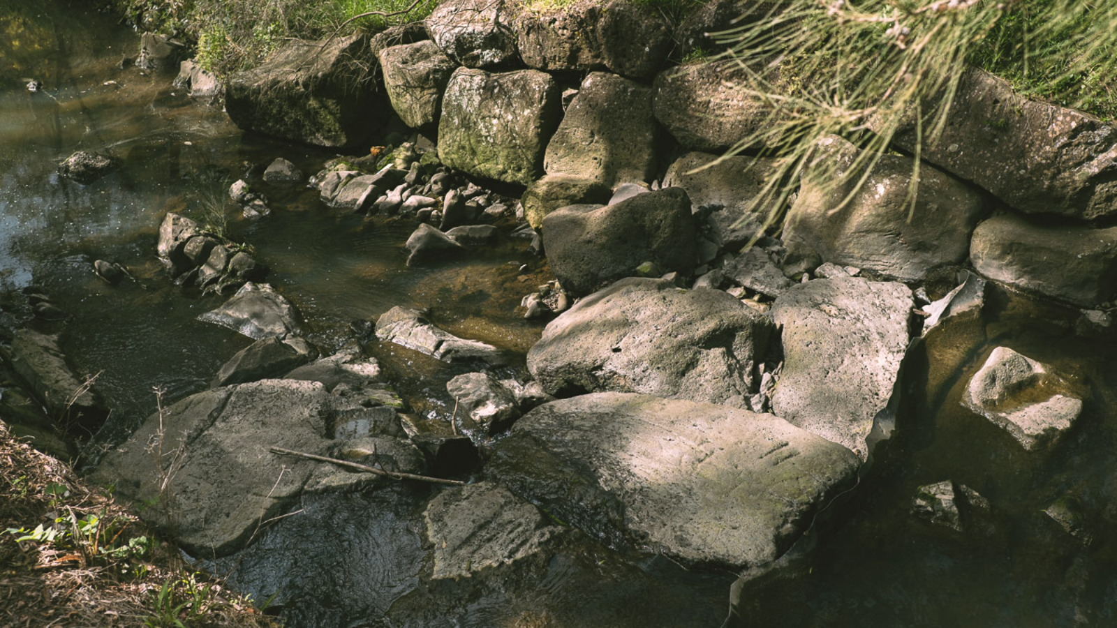 🧪 WaterWatch - Help monitor the health of Mullum Mullum Creek