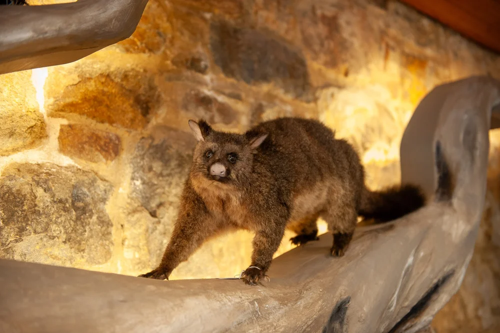 A brushtail possum on a branch, lit against the stone wall.
