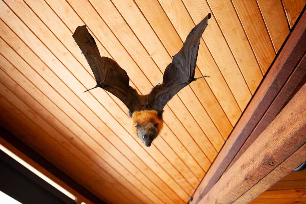 A flying-fox mounted with wings fully spread against the timber ceiling.