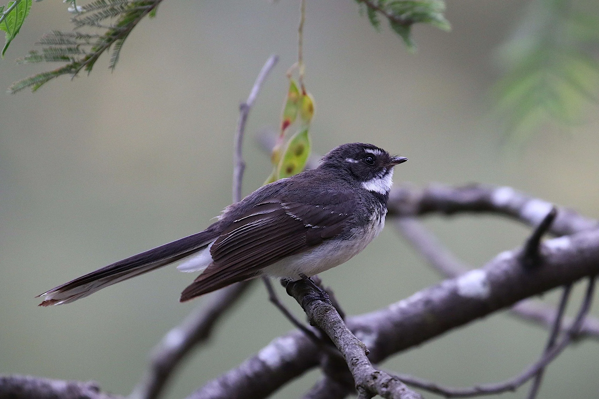 Fantail,
photo by: Anon