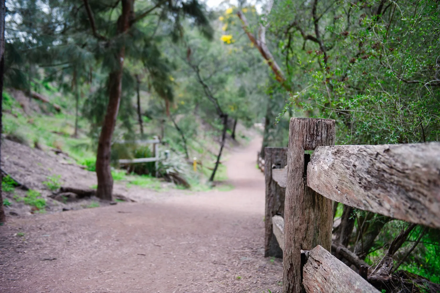 Walking trail and timber railing in native bushland at Yarran Dheran Nature Reserve