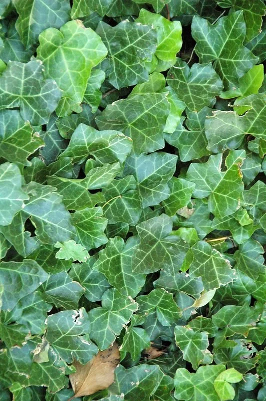 english-ivy-2-e1750991622423.jpg